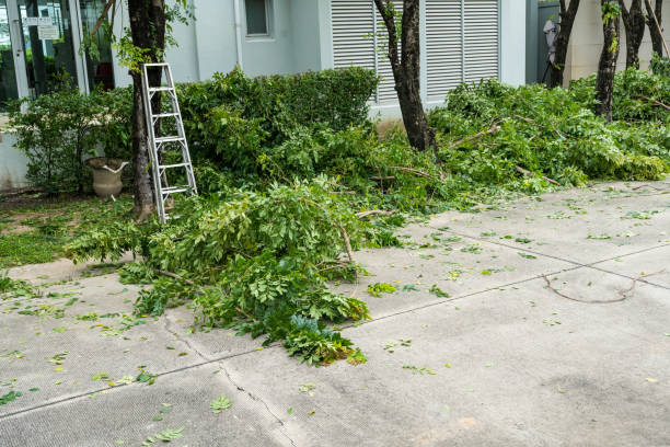 Reliable Mi Wuk Village, CA Tree Removal Solutions